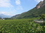 Weinberge bei Settequerce im Etschtal, Südtirol (15.09.2019)