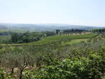 Weinberge bein Casciana Terme, Provinz Pisa (17.06.2019)