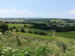 Weinberge bei Monteriggioni in der Toscana (17.06.2019)