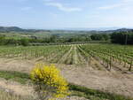 Weinberge bei Montepulciano, Toskana (21.05.2022)