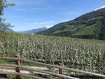 Blühende Obstbäume bei der Wallfahrtskirche Maria Lourdes, Trentino (13.04.2024)