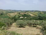 Olivenhain bei Serramonacesca, Abruzzen (26.05.2022)