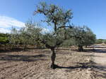 Olivenbäume bei Barletta, Apulien (27.09.2022)