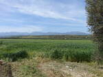 Felder bei Altomonte in Kalabrien (06.04.2024)
