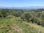 Olivenhaine entlang der SP177 nach Acri, Kalabrien (07.04.2024)