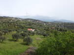 Olivenhaine bei Gerace, Kalabrien (10.04.2024)