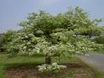 Montreal, Botanischer Garten, Auberpine Luisante Baum (09.06.2005)