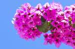 Bougainvillea in Korčula.