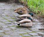 Enten beim Vormittagsschlaf in Luxenbourgstadt.