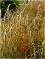 Souvenir vom Sommer, aufgenommen in der Nhe von Eschdorf am 10.08.2010.