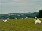  Um Burgknapp  in Berl hat man eine Aussicht auf weidende Khe und auf das Dorf Tarchamps.