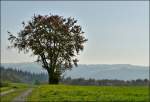 Nebelige Aussicht in den Naturpark der Obersauer bei Kaundorf.