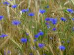 Luxemburg, Weizenfeld zwischen Bridel und Gosseldange. 26.06.2014