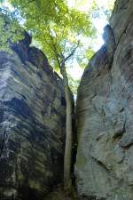 Ein Baum zwischen den Felsen am Adlerhorst in La Petite Suisse (Klein Luxemburger Schweiz). Aufnahme: August 2007.