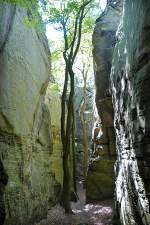 Bäume zwischen den Felsen in der Kleinen Luxemburger Schweiz.