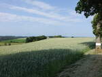 Getreidefelder bei Lieler, Nordluxemburg (19.06.2022)
