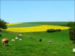 Landschaft mit weidenden Khen und Rapsfeldern.