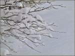 Filigranes Astwerk unter einer Schneedecke.