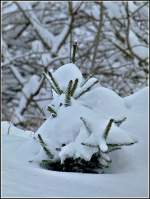 Noch so klein und schon eine schwere Last zu tragen. Gesehen in Maulusmhle am 18.12.2010. (Jeanny)