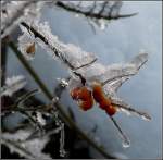 Tiefgekhlte Beeren in Berl am 31.12.2010. (Jeanny)