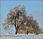 Diese schnen alten Bume stehen in Heiderscheid. 02.01.2011 (Jeanny)