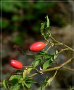 Herbst im Wald in der Nhe von Insenborn.