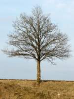 Dieser Baum steht ziemlich genau an der Grenze zwischen Luxemburg und Belgien. Bild aufgenommen zwischen Hautbellain (L) und Wathermal (B) am 23.02.08. 