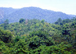 Regenwald im Taman Negara Nationalpark in Malaysia. Bild vom Dia. Aufnahme: März 1989.
