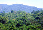 Regenwald im Taman Negara Nationalpark in Malaysia.