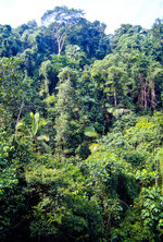 Regenwald im Taman Negara Nationalpark in Malaysia. Bild vom Dia. Aufnahme: März 1989.