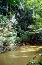 Regenwald und Bach im Taman Negara Nationalpark in Malaysia.
