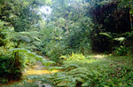 Regenwald im Taman Negara Nationalpark in Malaysia.