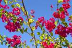 Bougainville (Drillingsblumen) auf der Insel Malta.