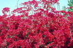 Bougainvillea in Ayia Napa auf Zypern.