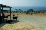 Irgendwo im Sdteil der Insel Zypern - ein Bauer mit seiner Ziegenherde.