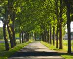 Allee zwischen Beilen und Assen in den Niederlanden.