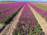 Tulpenfeld am Brunstingerveld in der Provinz Drenthe - Niederlande.