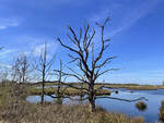 Nationalpark Dwingelderveld, im Südwesten der niederländischen Provinz Drenthe, ist ein 3.700 Hektar großes Heide- und Waldgebiet.