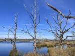 Nationalpark Dwingelderveld in den Niederlanden. Im Heidegebiet verstreut liegen Moorseen und versumpfte Senken in denen viele geschützte Pflanzen wachsen. Aufnahme: 15. April 2022.