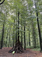 Blick in den Wald am Dreiländerpunkt Belgien-Holland-Deutschlland am 09.