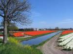 Bild nr 100: Ein Blumenzwiebellandschaft bei Sassenheim am 18-4-2009.