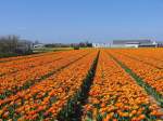 Ein Blumenzwiebellandschaft bei Sassenheim am 18-4-2009.