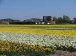 Ein Blumenzwiebellandschaft bei Sassenheim am 18-4-2009.