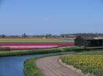 Ein Blumenzwiebellandschaft zwischen Lisse und Sassenheim am 18-4-2009.