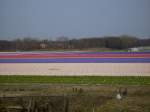 Blumenfelder in der Nhe von Noordwijk aan Zee (aufgenommen im Frhjahr 2007)