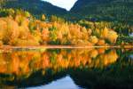 Goldener Herbst am Tyrifjorden; 17.10.2009