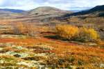 Herbst im Dovrefjell; 01.10.2009