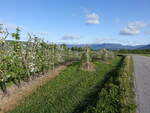 Obstbäume bei Sauherad, Telemark (28.05.2023)