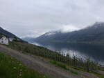 Obstbäume am Hardangerfjord bei Kinsarvik (27.05.2023)