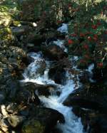 kleiner Wasserfall ber Gaupne/Norwegen  aufgenommen: 19.09.2009 mit Leica-Kompaktcamera 